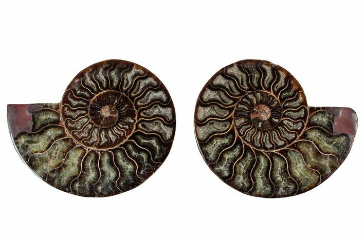 Cut & Polished, Agatized Ammonite Fossil - Madagascar #318113